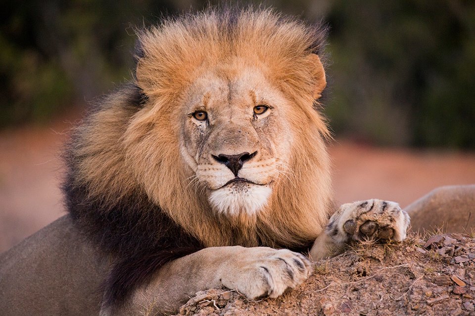 Lion by Par Bertilsson taken at Kariega in Jan 2017