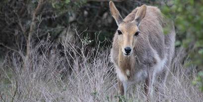 female reedbuck-DesFeatherstone-Kariega-April2017.jpg