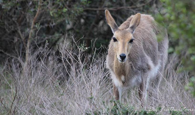 female reedbuck-DesFeatherstone-Kariega-April2017.jpg