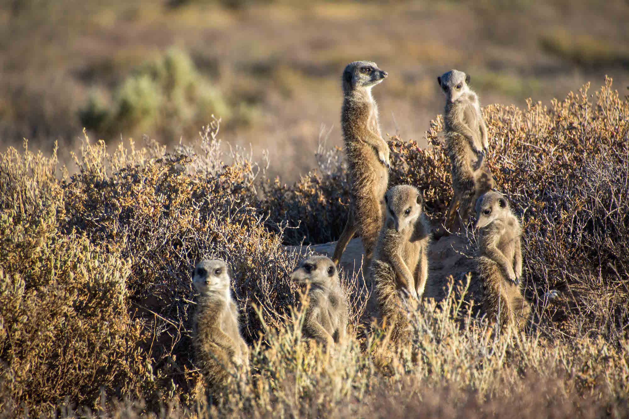 Cape Town to Kariega Oudtshoorn Meercats