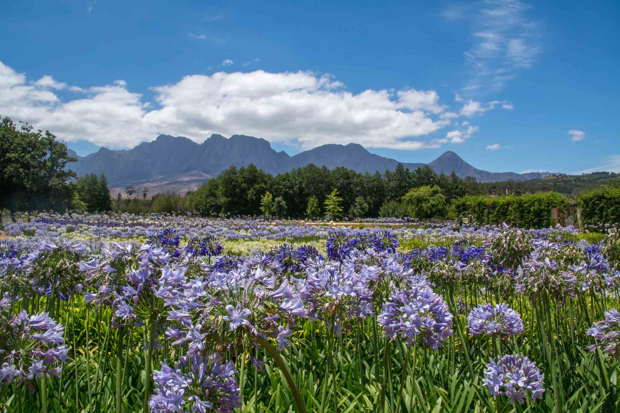 Cape Town Kariega Stellenbosch