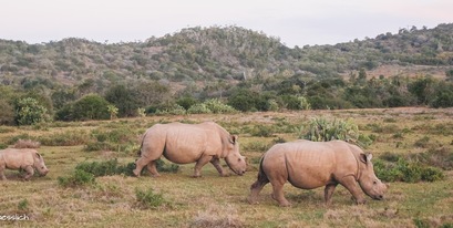 rhino-thandi-thembi-colin-Jone-kariegaJune2017.jpg
