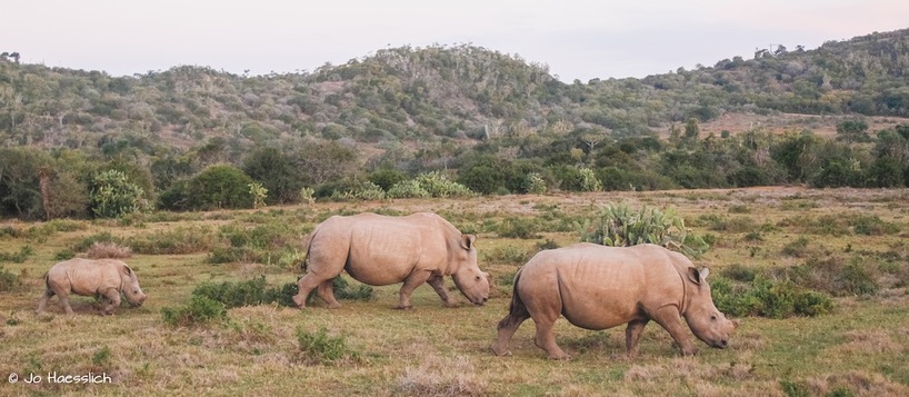 rhino-thandi-thembi-colin-Jone-kariegaJune2017.jpg