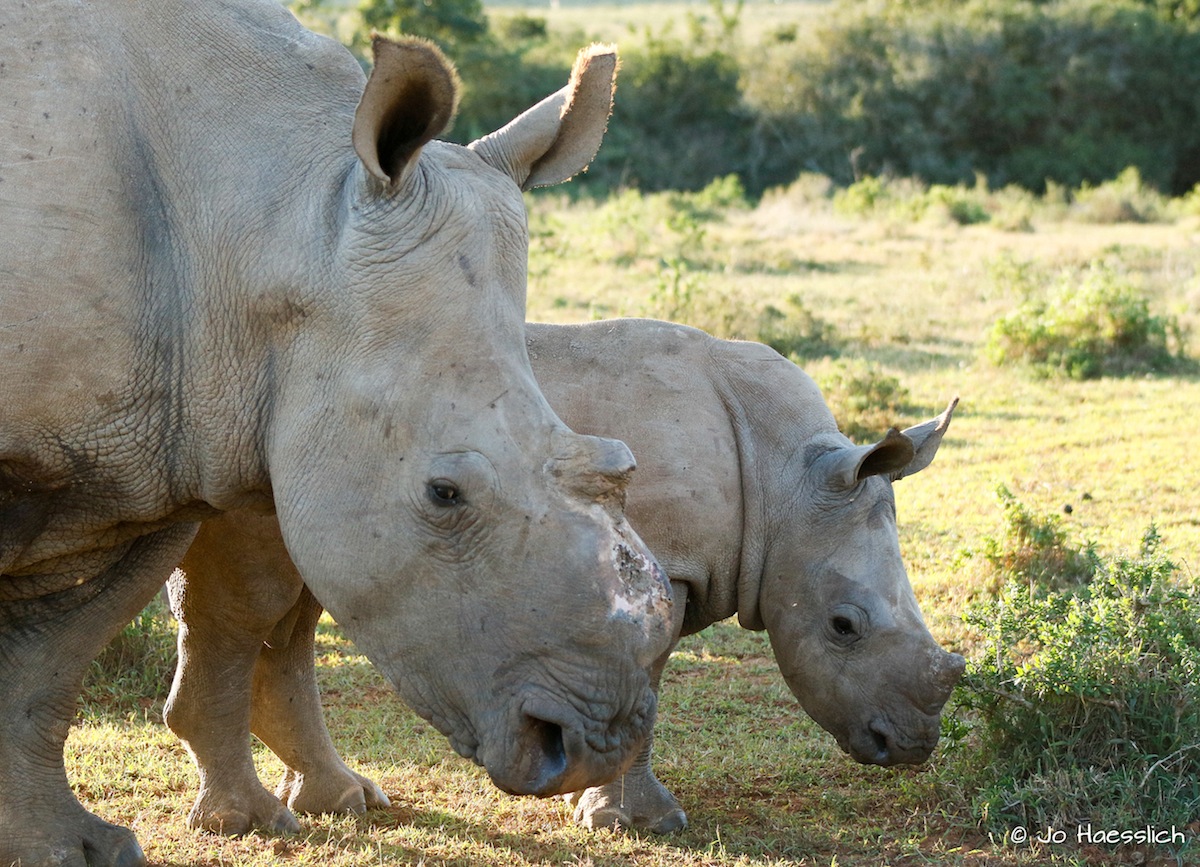 Rhino Colin with his famous mom Thandi at Kariega