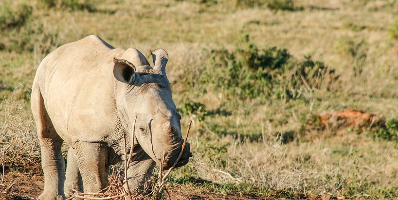 rhino-colin-6monthold.jpg