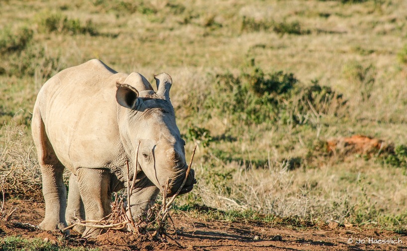 rhino-colin-6monthold.jpg