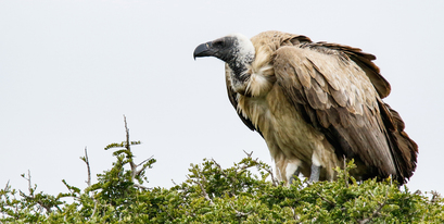 Kariega-Eastern_Cape-white-backed-vulture.jpg