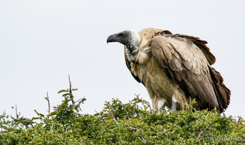 White-backed vulture, facts and photos