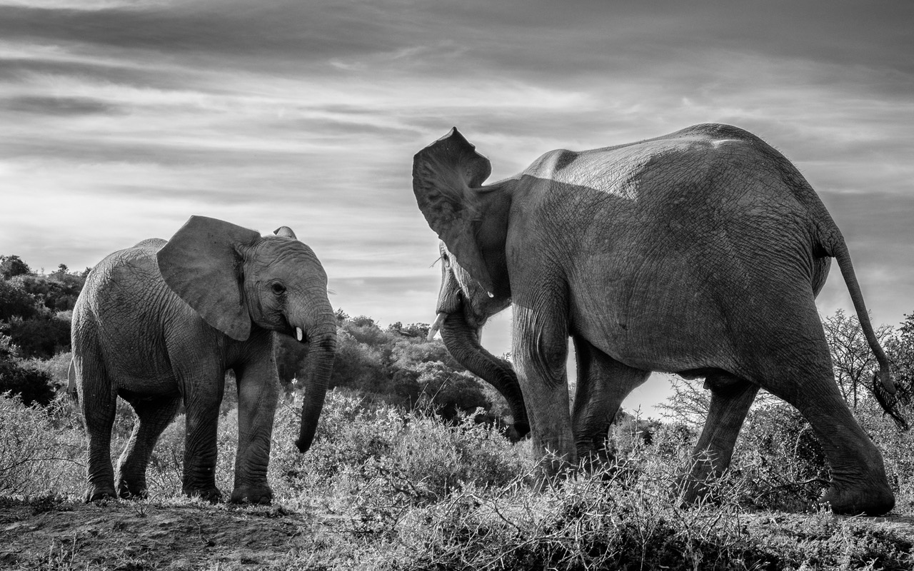 Elephant bulls at Kariega taken by Andrew Colgan