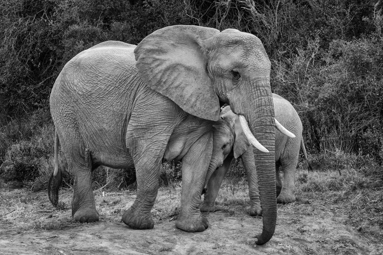 Elephant mother and calf taken by Andrew Colgan at Kariega