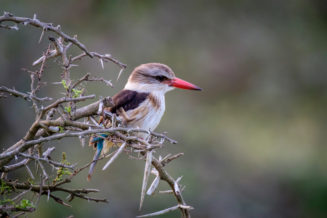 Hooded Kingfisher at Kariega taken by Andrew Colgan
