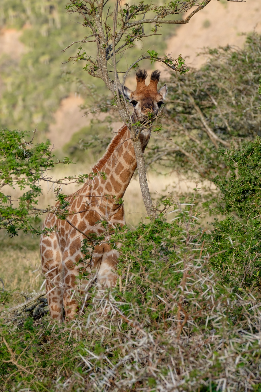 Giraffe at Kariega taken by Andrew Colgan