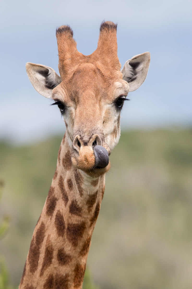Giraffes blue tongue captured by Brendon Jennings