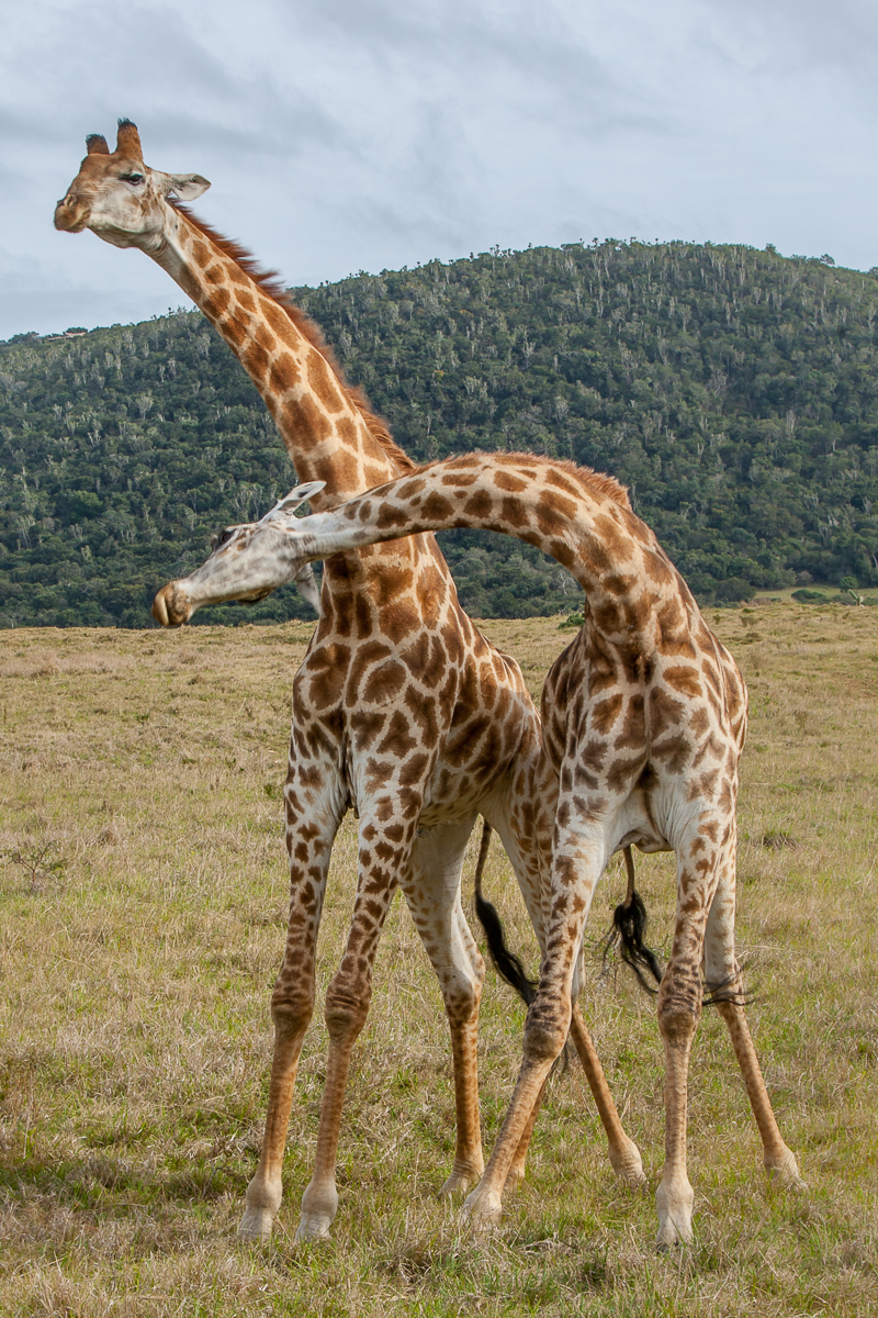 Male giraffe fighting by Brendon Jennings