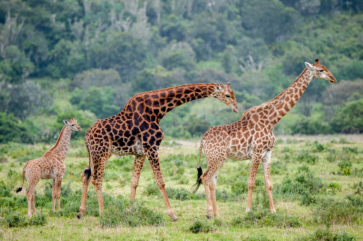 Every giraffe has a different patterned coat captured by Brendon Jennings