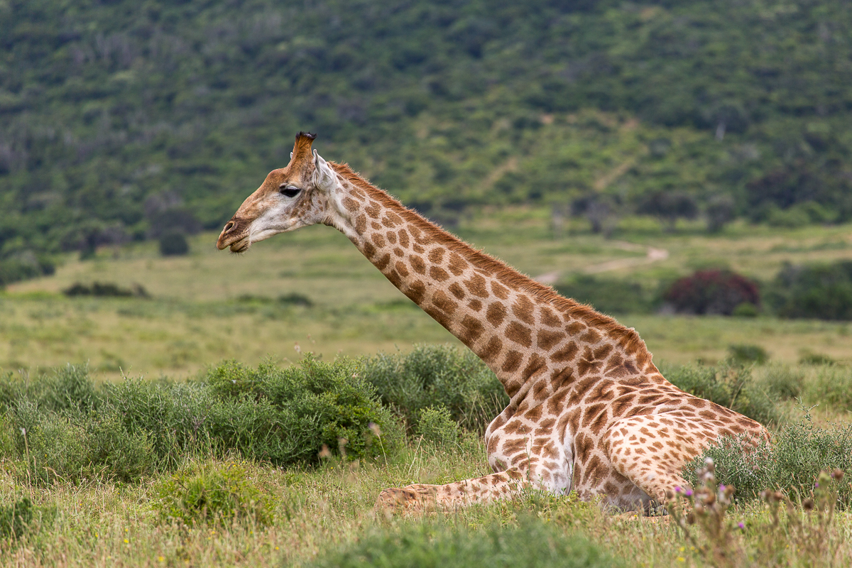 Giraffe can lie down to rest by Brendon Jennings