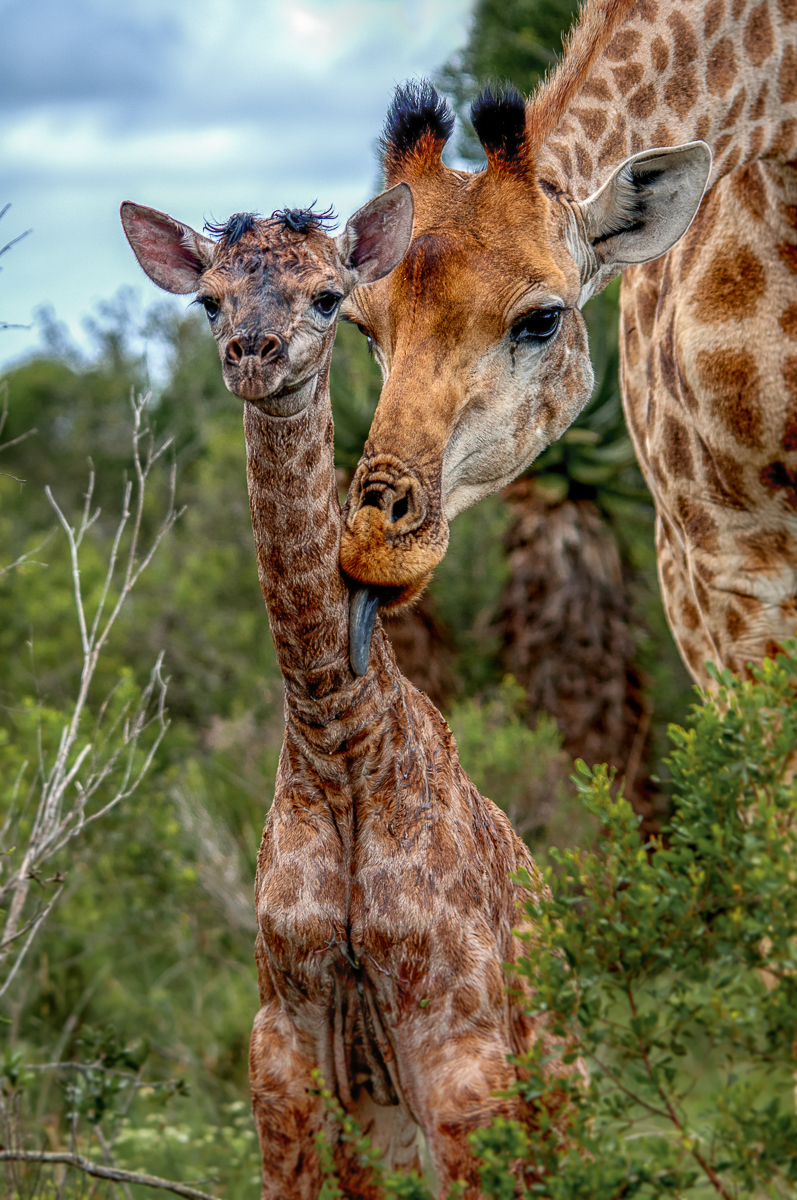 Giraffe with new born calf by Brendon Jennings