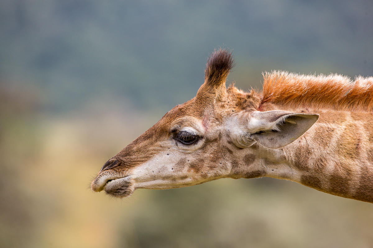 Female giraffe with hairy horns by Brendon Jennings