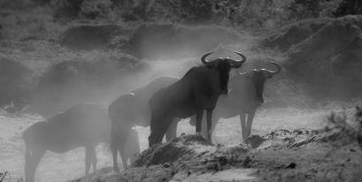 Kariega-wildebeest-safari-guest-ParBertilison-.jpg