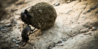 Kariega-Dung-Beetle-Daniel-Haesslich-3.JPG