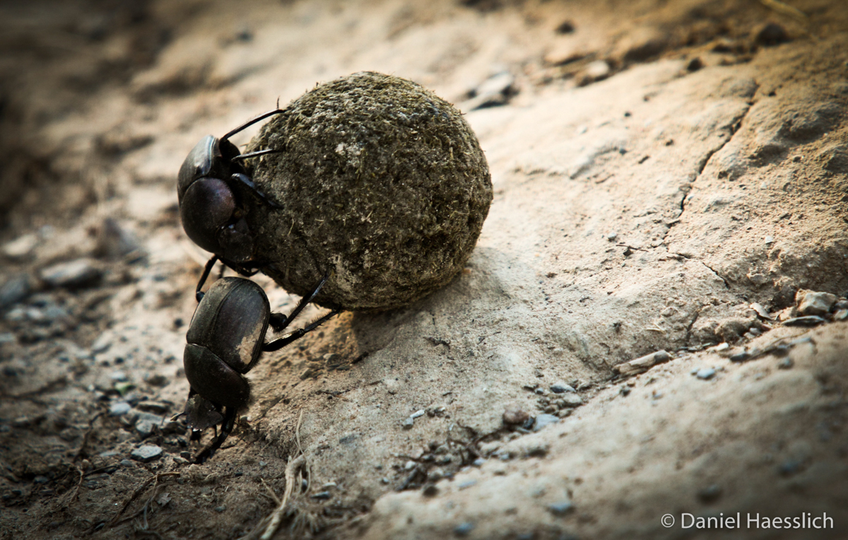 Kariega Dung Beetle South Africa's Strongest Animals