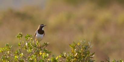 Kariega-capped-wheatear-bird-safari.jpg