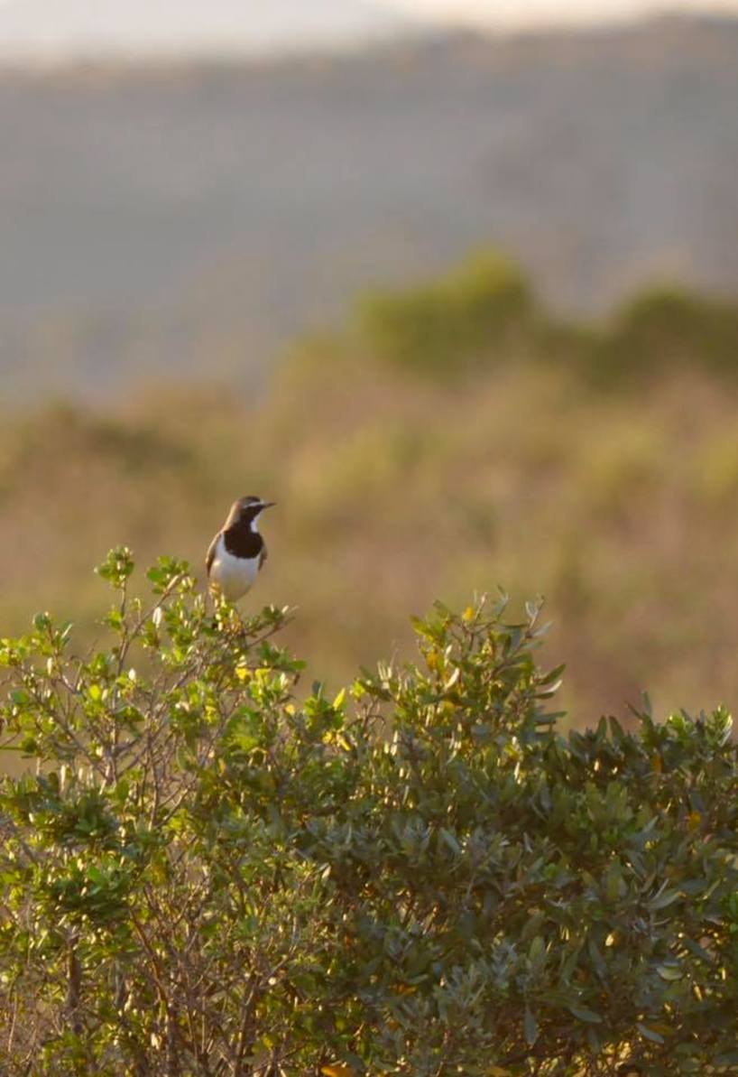 Kariega-capped-wheatear-bird-safari.jpg