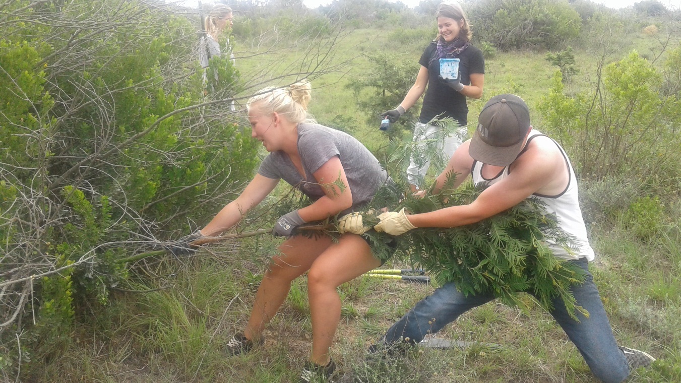 Black Wattle Removal by Kariega Volunteers