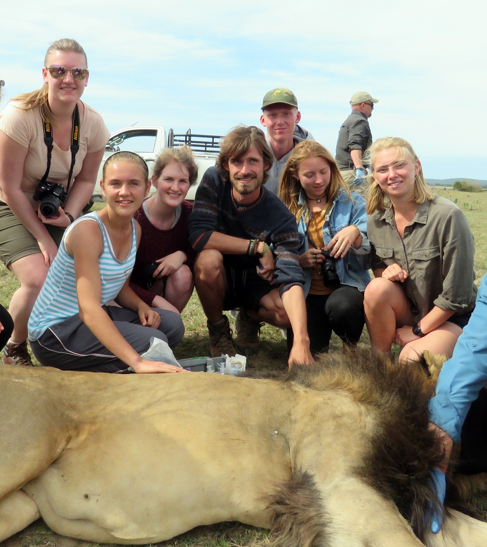 Lion Darting Telemetry Collar Change at Kariega