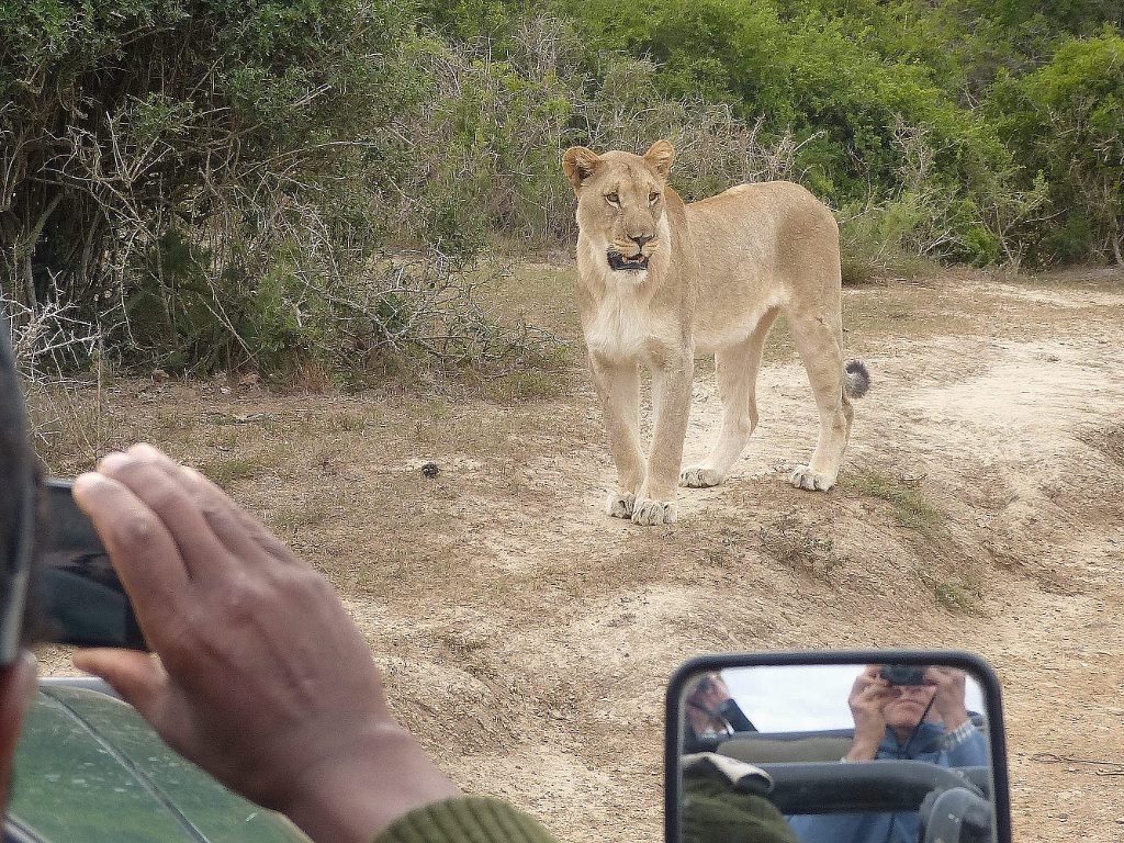 Marchant Family with Kariega's Lioness