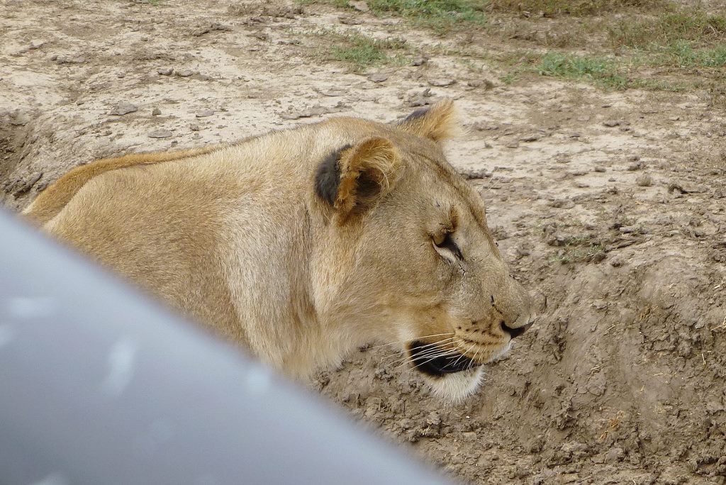 Marchant Family with Kariega Lioness