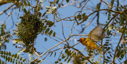 cape-weaver-kariega-danielhaesslich.jpg