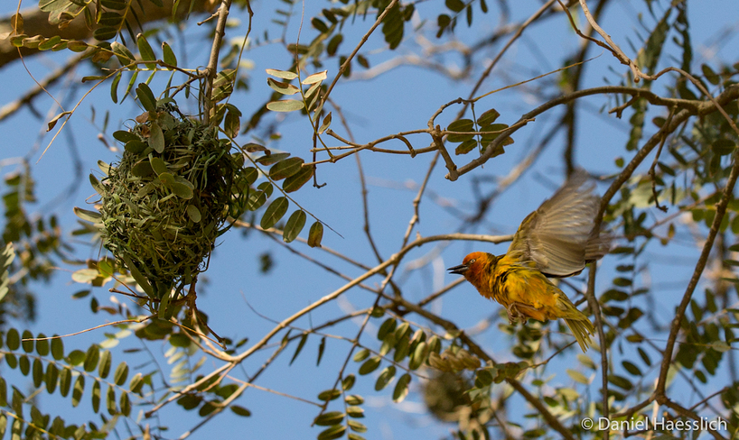 cape-weaver-kariega-danielhaesslich.jpg