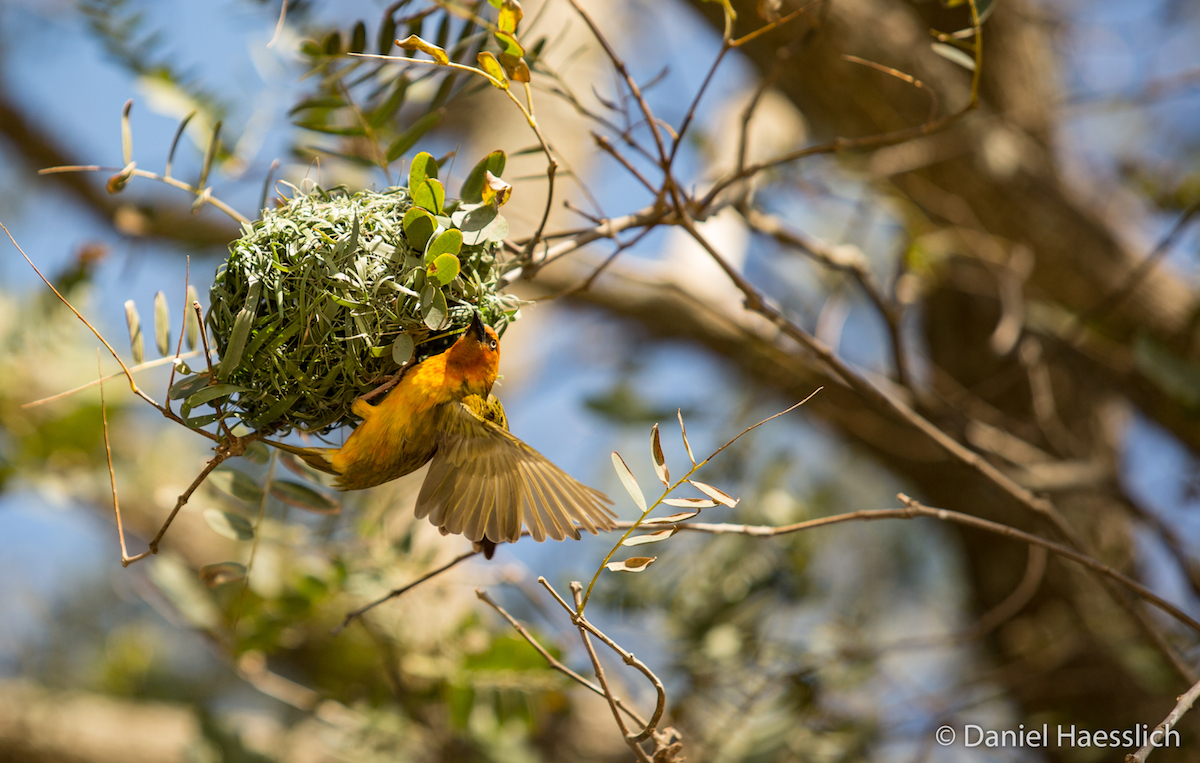 Male Cape Weaver Building Nest by Daniel Haesslich