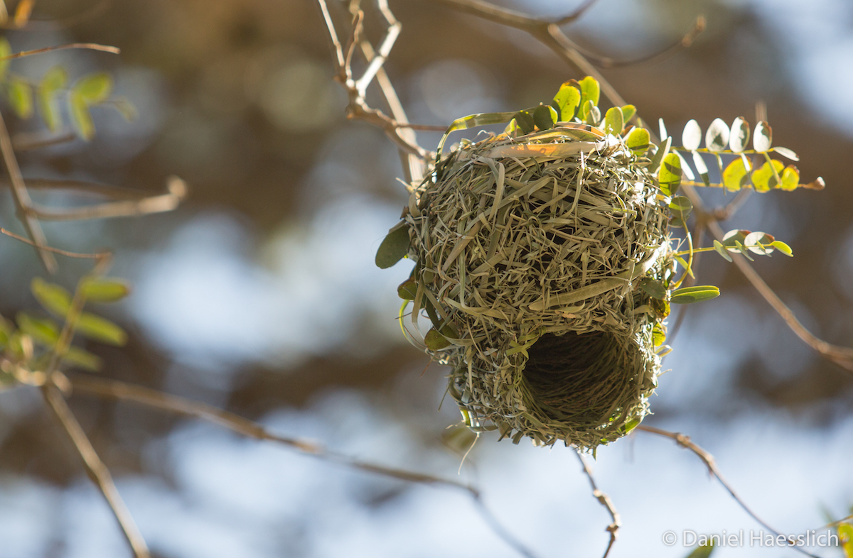 Cape Weaver Nest