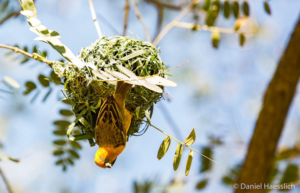 Male Cape Weaver Building Nest by Daniel Haesslich
