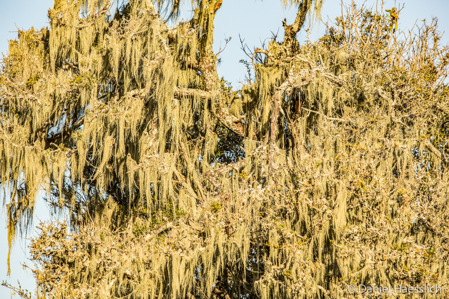 Kariega Old Mans Beard