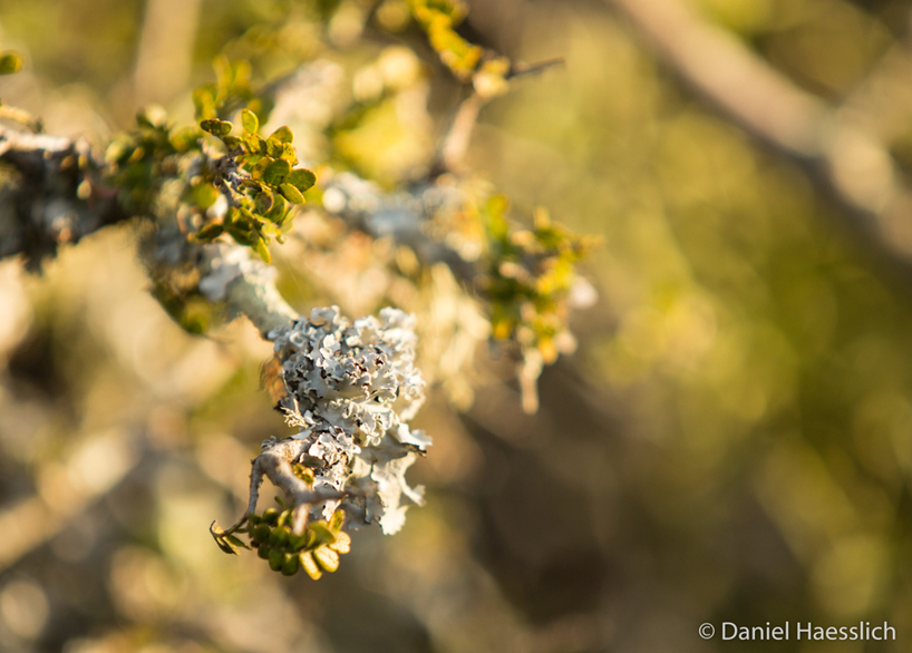 Kariega - Lichen.JPG