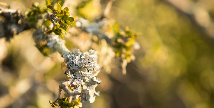 Kariega - Lichen.JPG