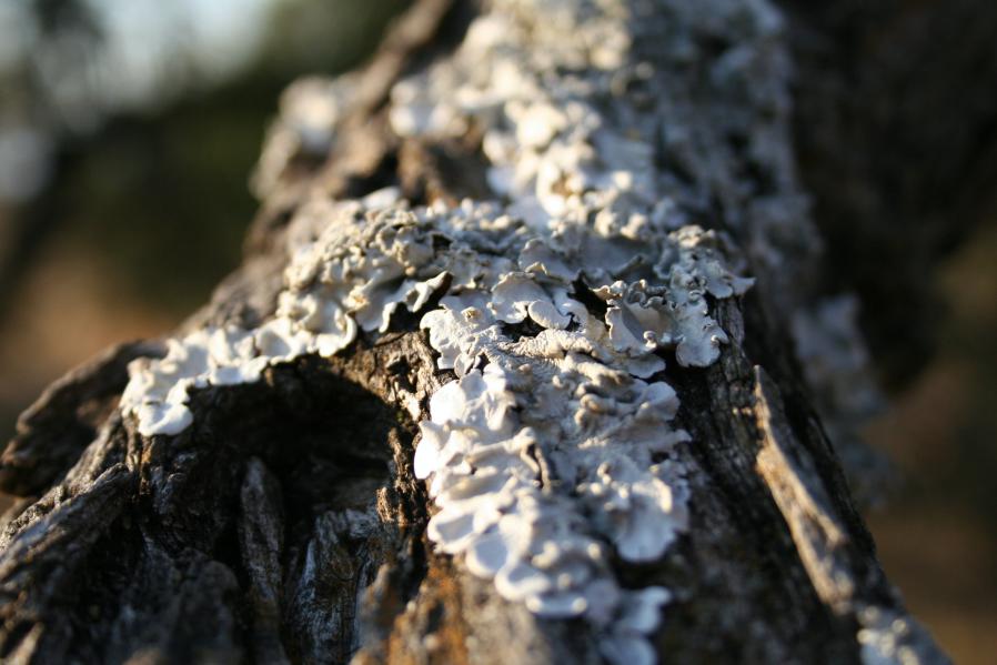 Kariega Eastern Cape Lichen