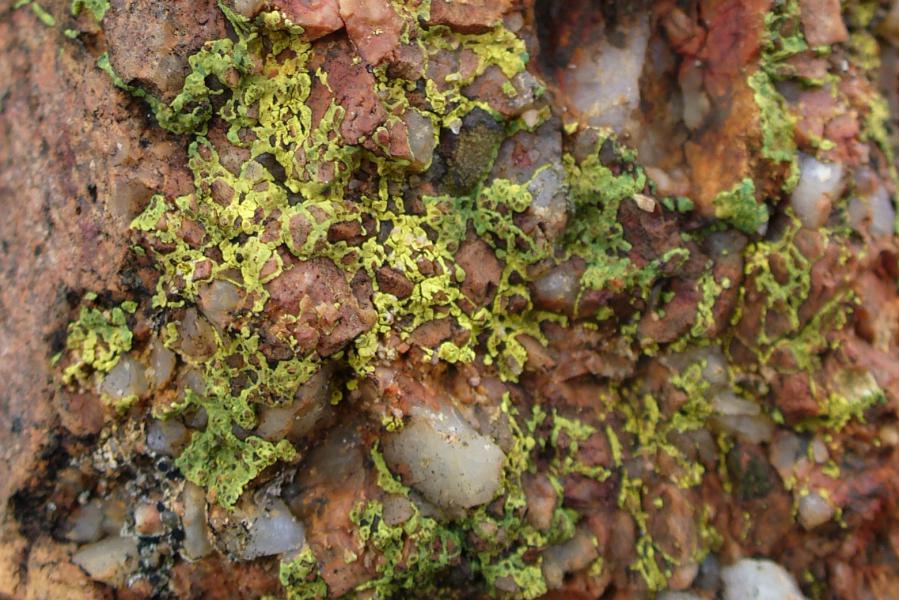 Kariega Lichen Plant