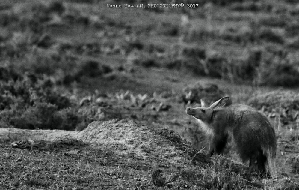 Aardvark on Kariega Safari