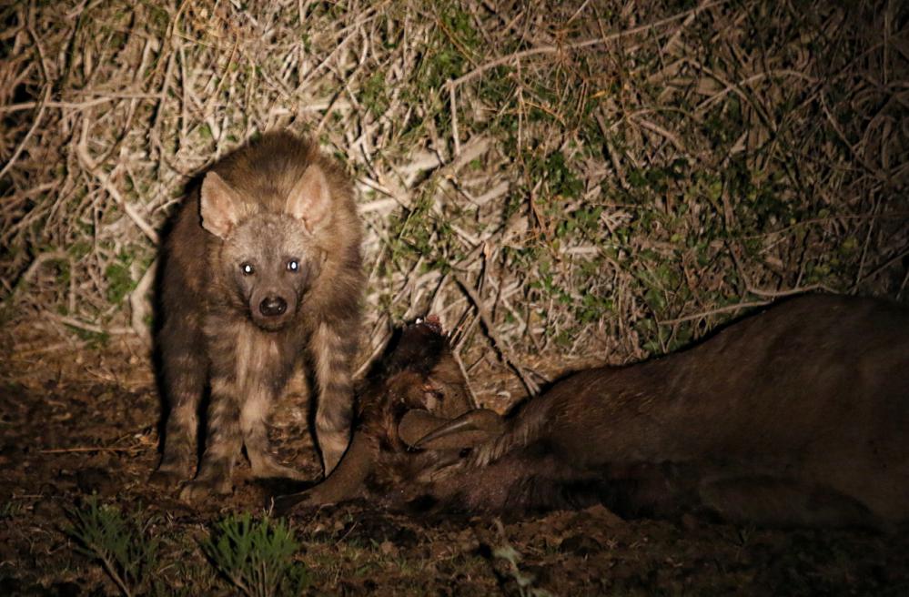 Brown Hyena at Kariega Game Reserve