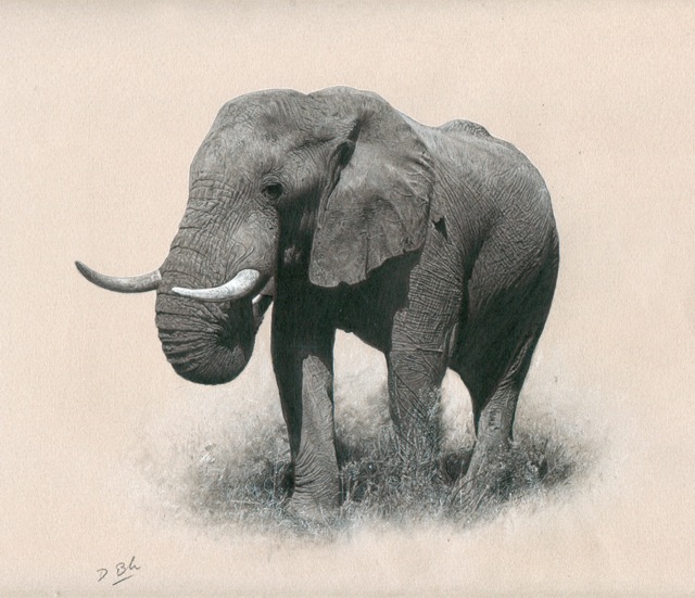 Darren Baker's Charcoal and pencil bull elephant
