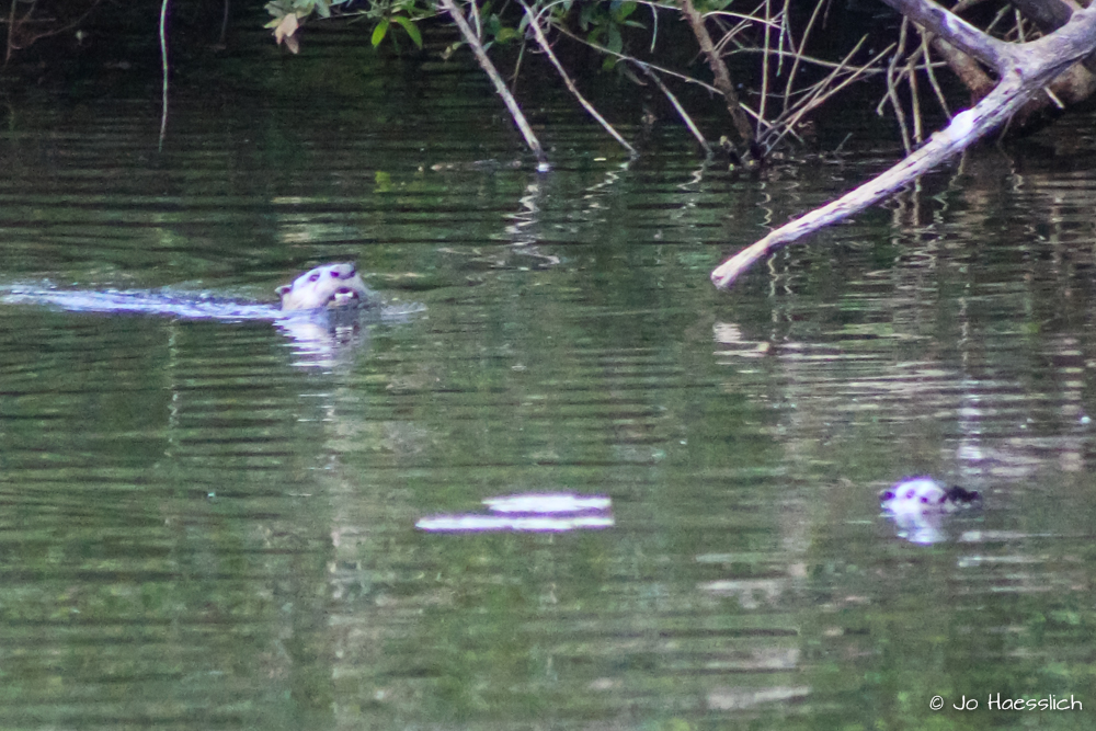 Kariega Otter