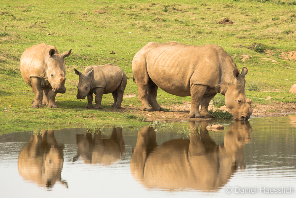 Rhino Family at Kariega Game Reserve