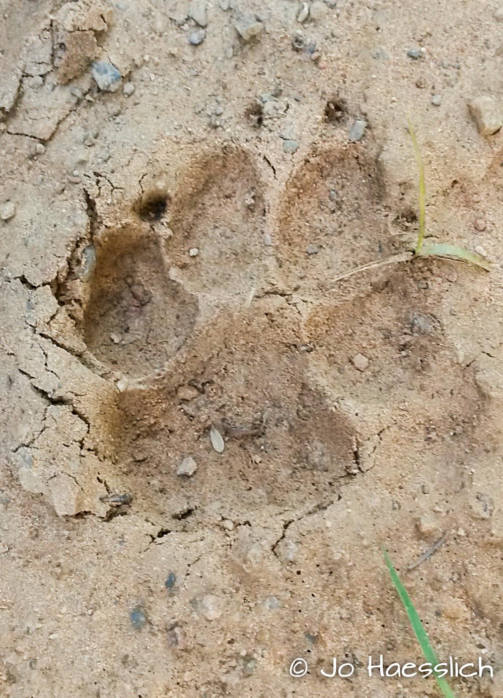 Brown Hyena Track at Kariega Safari Reserve