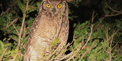 Kariega.Spotted Eagle-Owl.JPG