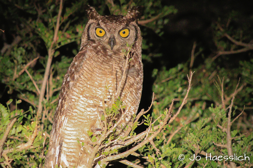 Kariega.Spotted Eagle-Owl.JPG