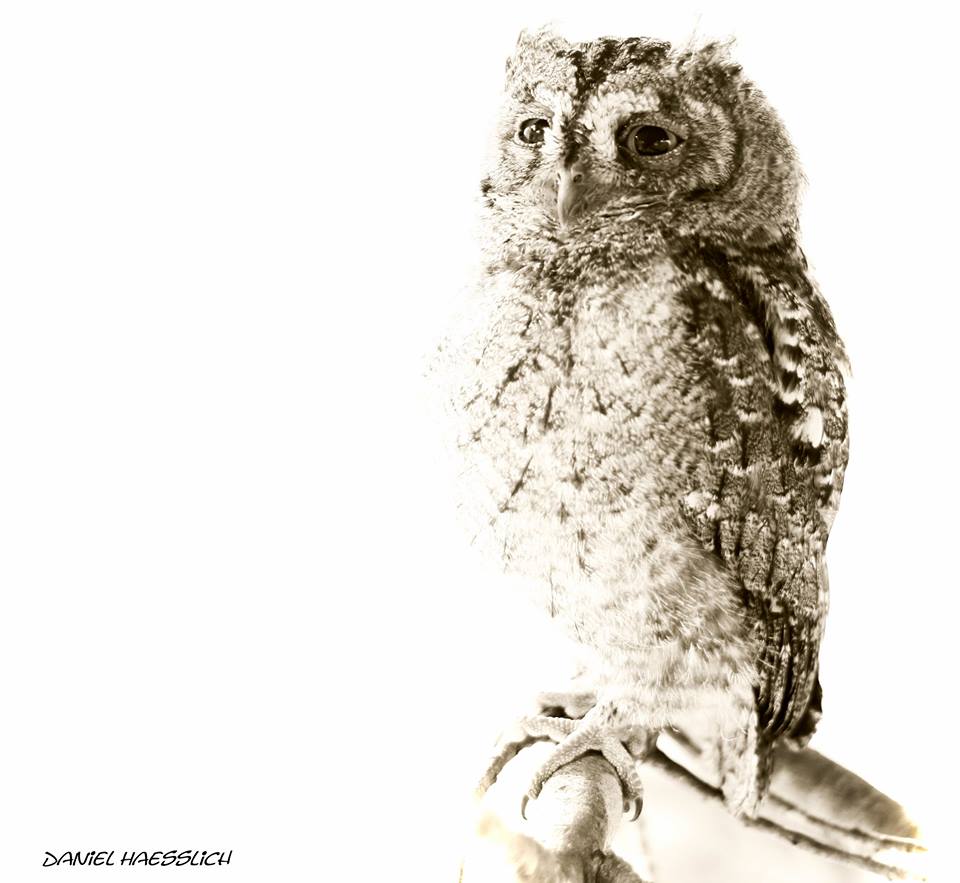 Kariega Scops Owl